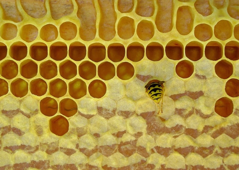 DIY Beeswax Wraps